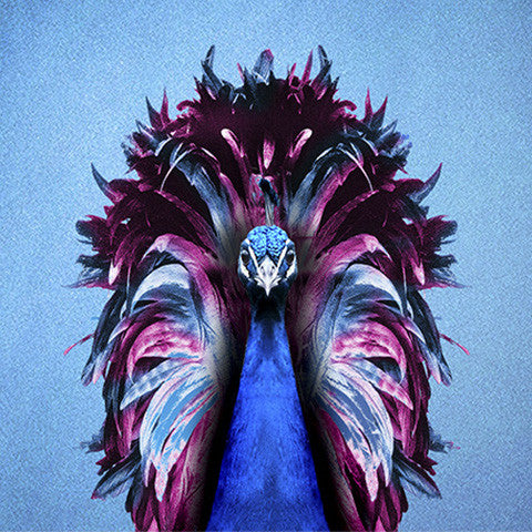 Peacock Collection